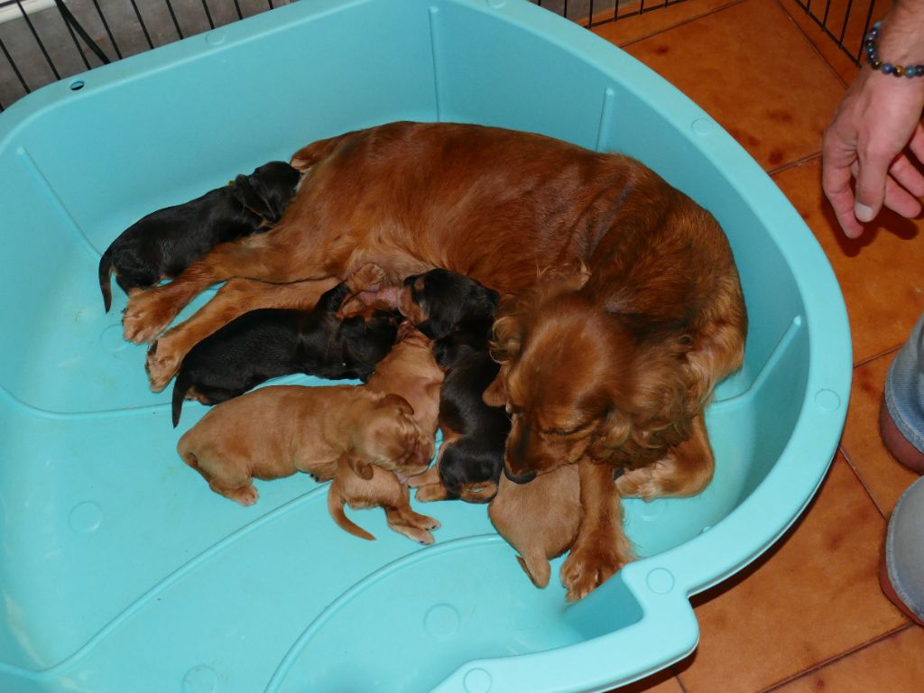 Du Temps Des Amazones - Chiots disponibles - Cocker Spaniel Anglais
