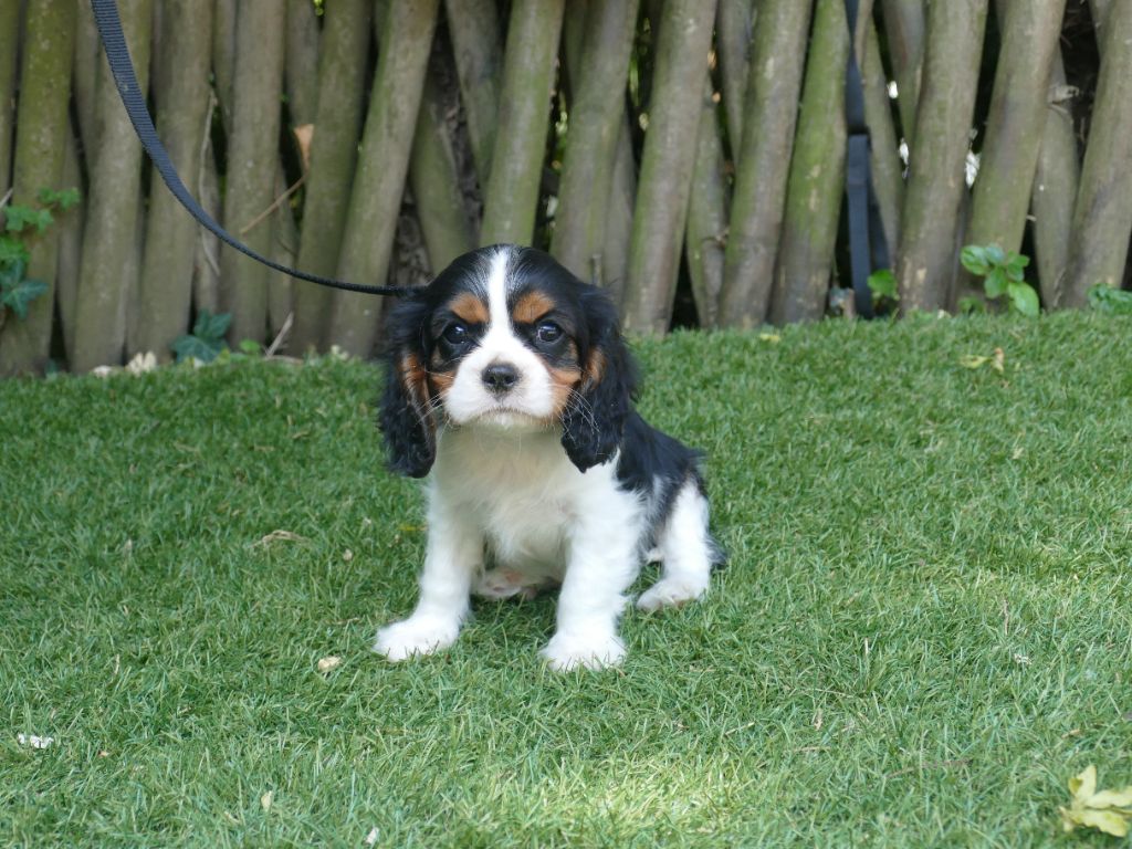 Du Temps Des Amazones - Chiots disponibles - Cavalier King Charles Spaniel